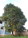 انبه کوئینی / انبه معطر